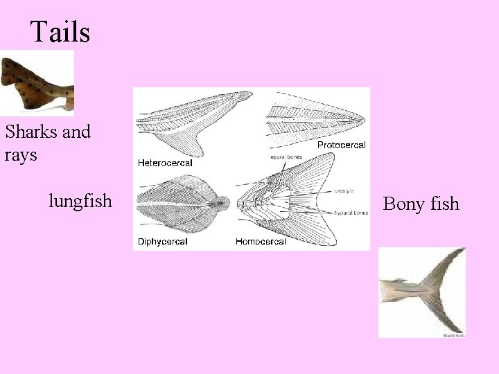 Tails Sharks and rays lungfish Bony fish 