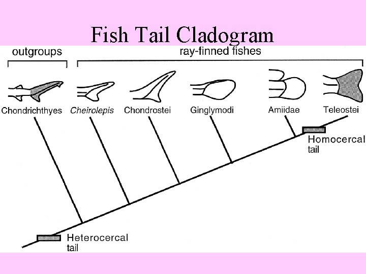 Fish Tail Cladogram 