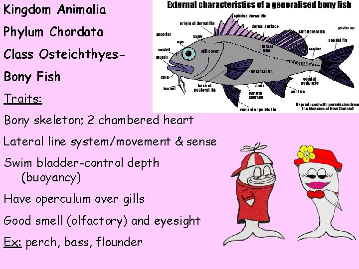 Kingdom Animalia Phylum Chordata Class Osteichthyes. Bony Fish Traits: Bony skeleton; 2 chambered heart
