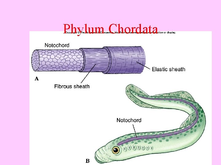 Phylum Chordata 5 