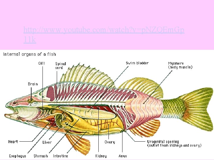 http: //www. youtube. com/watch? v=p. NZQEm. Gp 11 k 