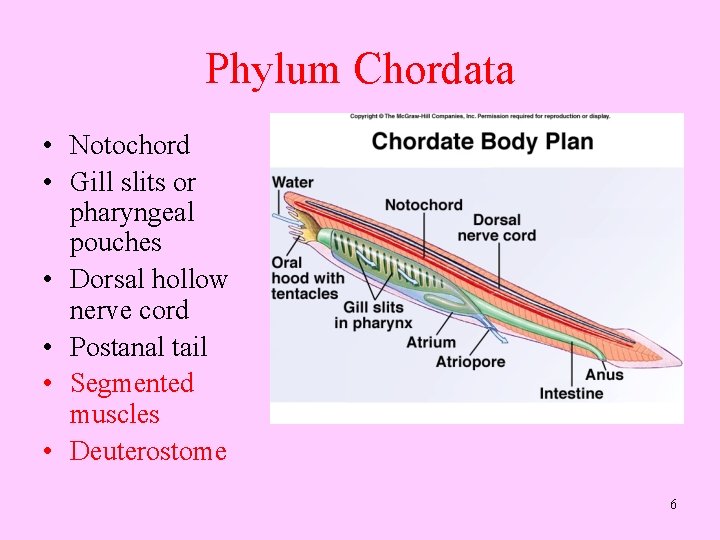 Phylum Chordata • Notochord • Gill slits or pharyngeal pouches • Dorsal hollow nerve