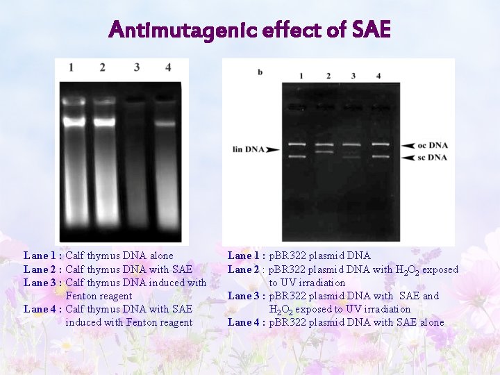 Antimutagenic effect of SAE Lane 1 : Calf thymus DNA alone Lane 2 :