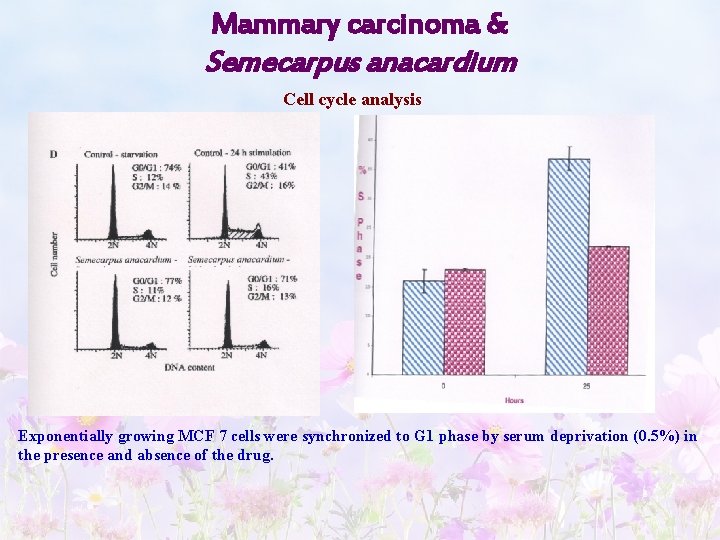 Mammary carcinoma & Semecarpus anacardium Cell cycle analysis Exponentially growing MCF 7 cells were