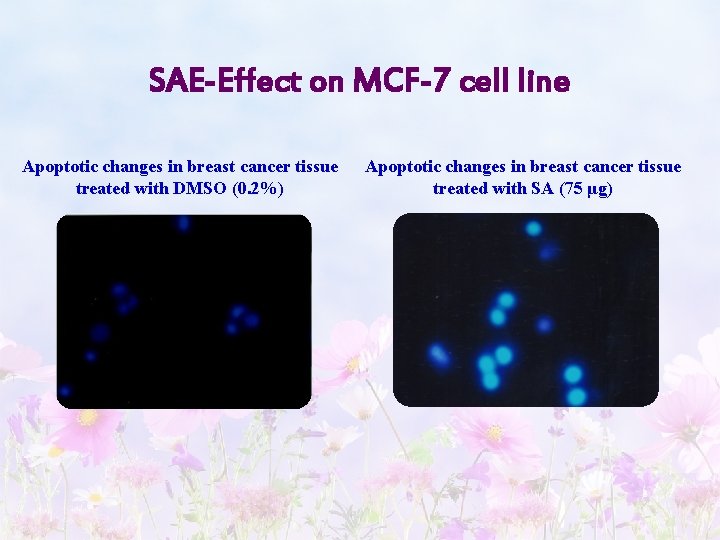 SAE-Effect on MCF-7 cell line Apoptotic changes in breast cancer tissue treated with DMSO