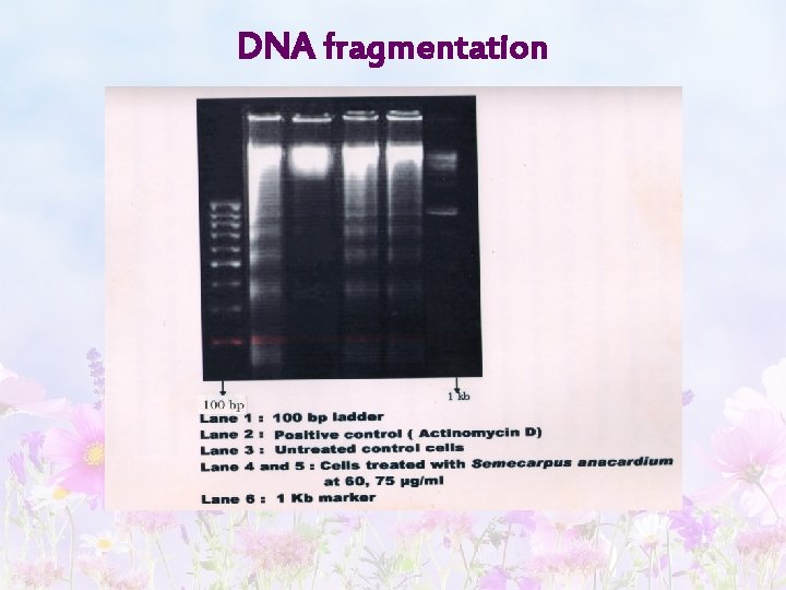 DNA fragmentation 