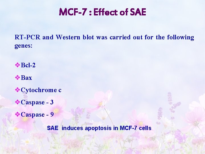 MCF-7 : Effect of SAE RT-PCR and Western blot was carried out for the