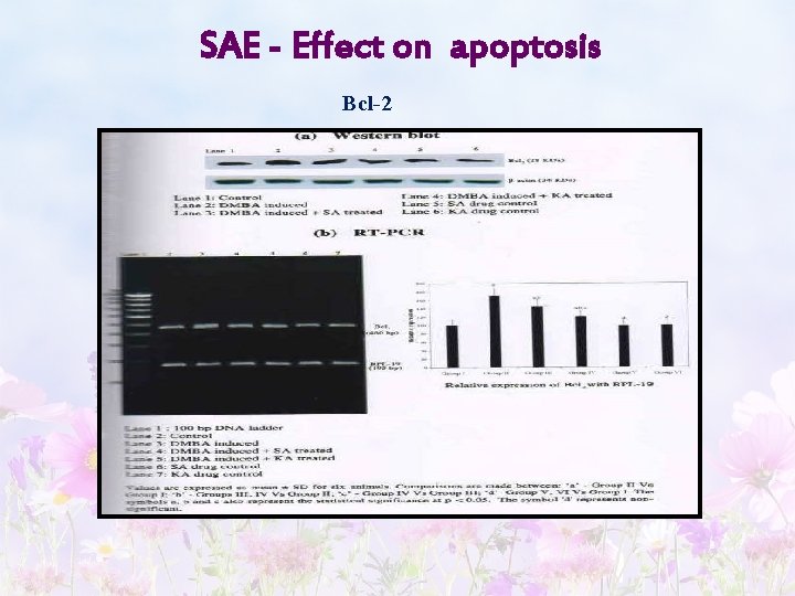 SAE - Effect on apoptosis Bcl-2 