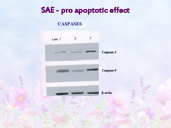 SAE - pro apoptotic effect CASPASES Caspase-3 Caspase-9 β-actin 