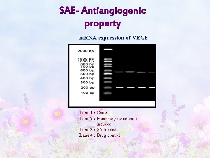 SAE- Antiangiogenic property m. RNA expression of VEGF Lane 1 : Control Lane 2