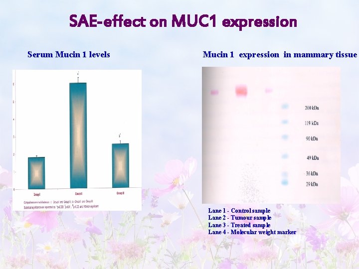 SAE-effect on MUC 1 expression Serum Mucin 1 levels Mucin 1 expression in mammary