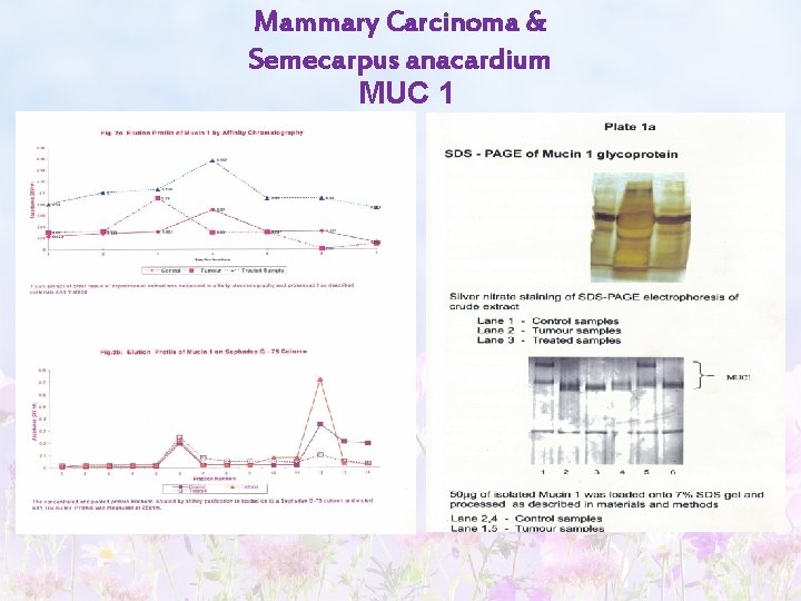 Mammary Carcinoma & Semecarpus anacardium MUC 1 