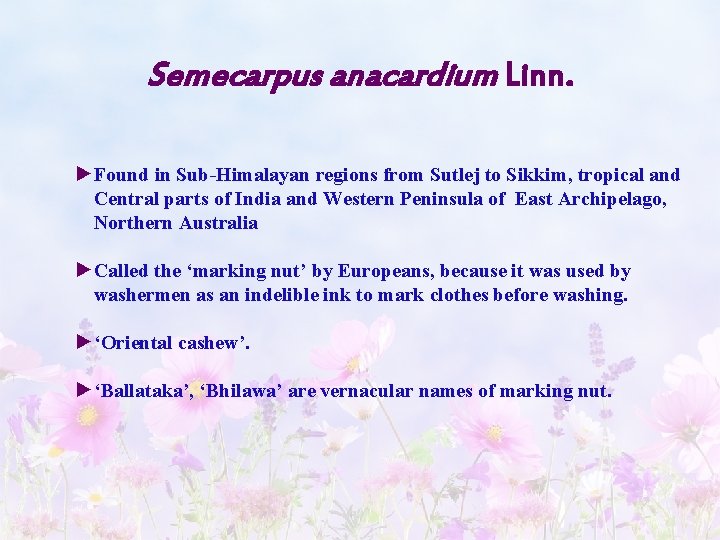 Semecarpus anacardium Linn. ►Found in Sub-Himalayan regions from Sutlej to Sikkim, tropical and Central