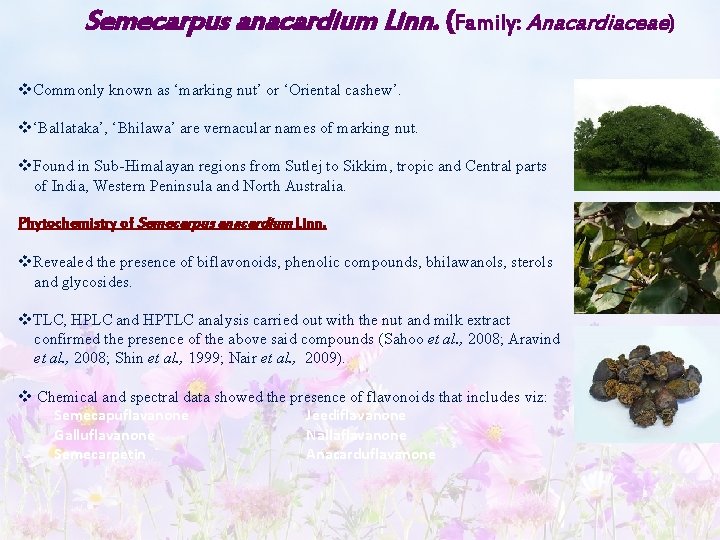 Semecarpus anacardium Linn. (Family: Anacardiaceae) v. Commonly known as ‘marking nut’ or ‘Oriental cashew’.