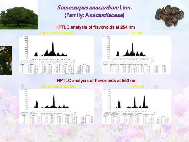 Semecarpus anacardium Linn. (Family: Anacardiaceae) HPTLC analysis of flavonoids at 254 nm SA nut