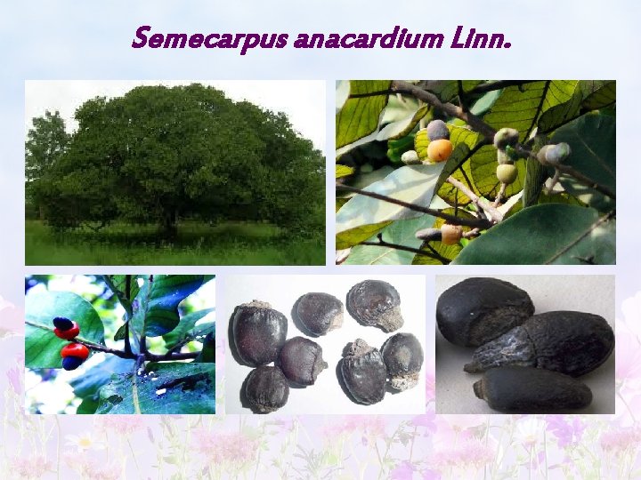 Semecarpus anacardium Linn. 