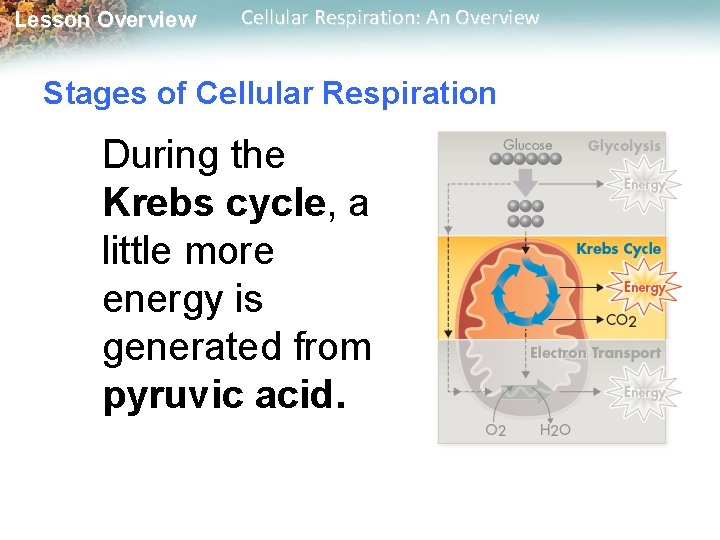 Lesson Overview Cellular Respiration: An Overview Stages of Cellular Respiration During the Krebs cycle,