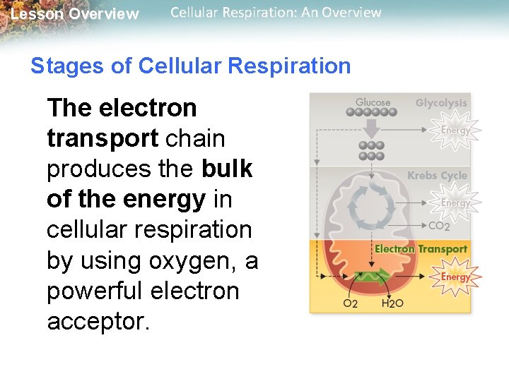 Lesson Overview Cellular Respiration: An Overview Stages of Cellular Respiration The electron transport chain