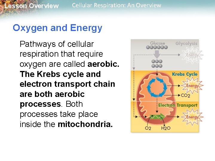 Lesson Overview Cellular Respiration: An Overview Oxygen and Energy Pathways of cellular respiration that