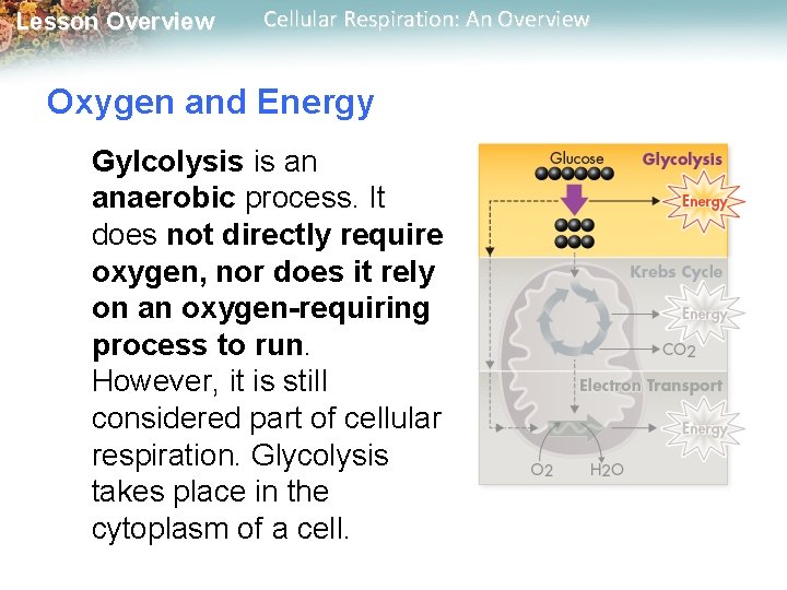 Lesson Overview Cellular Respiration: An Overview Oxygen and Energy Gylcolysis is an anaerobic process.