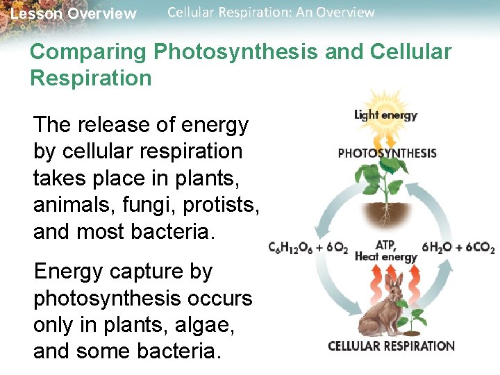 Lesson Overview Cellular Respiration: An Overview Comparing Photosynthesis and Cellular Respiration The release of