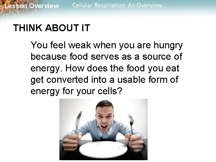 Lesson Overview Cellular Respiration: An Overview THINK ABOUT IT You feel weak when you
