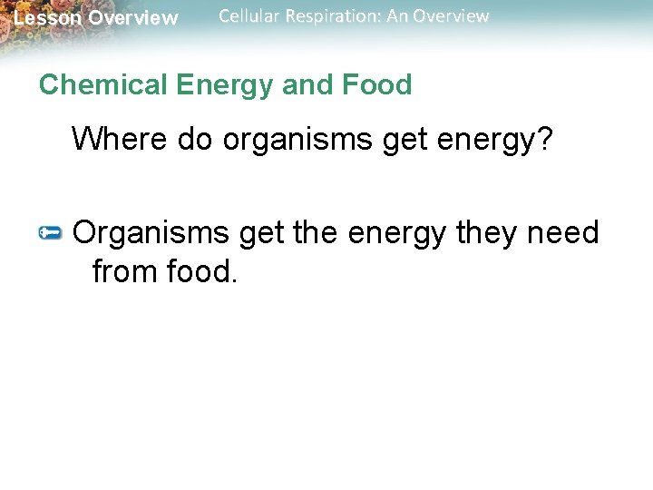 Lesson Overview Cellular Respiration: An Overview Chemical Energy and Food Where do organisms get