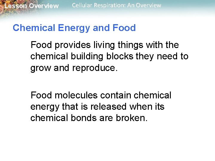 Lesson Overview Cellular Respiration: An Overview Chemical Energy and Food provides living things with