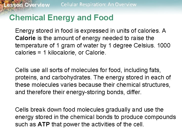 Lesson Overview Cellular Respiration: An Overview Chemical Energy and Food Energy stored in food
