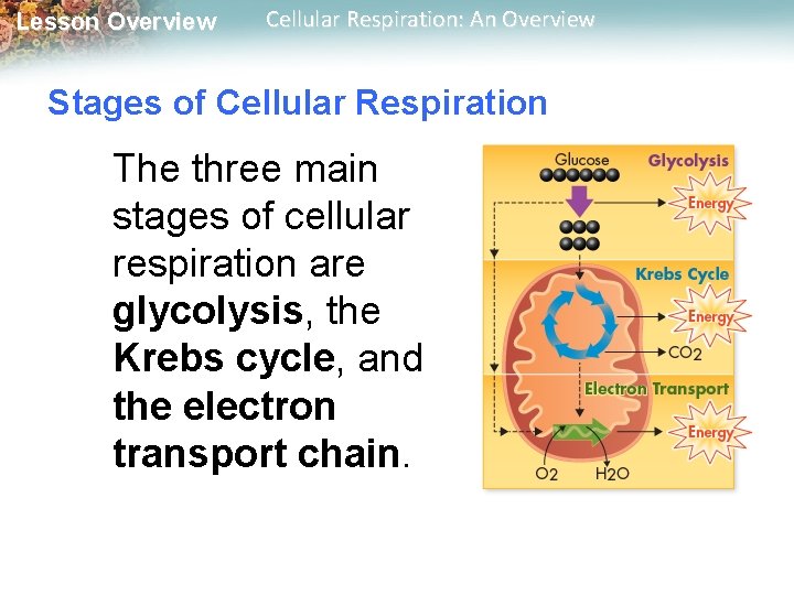 Lesson Overview Cellular Respiration: An Overview Stages of Cellular Respiration The three main stages