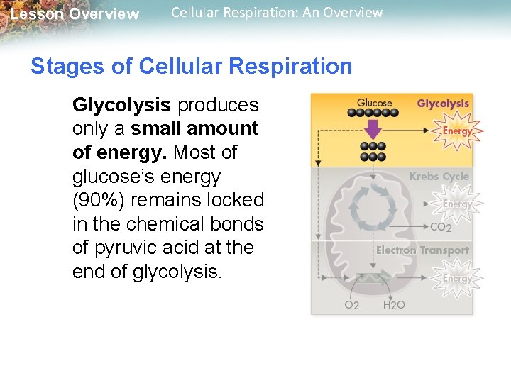 Lesson Overview Cellular Respiration: An Overview Stages of Cellular Respiration Glycolysis produces only a