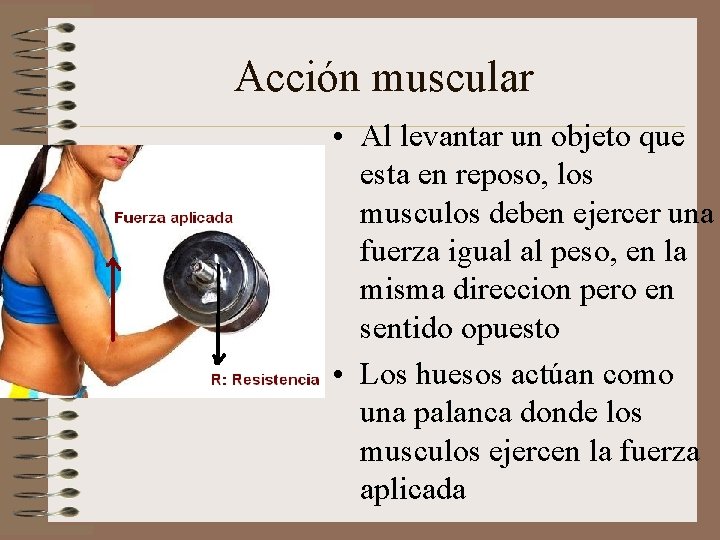 Acción muscular • Al levantar un objeto que esta en reposo, los musculos deben