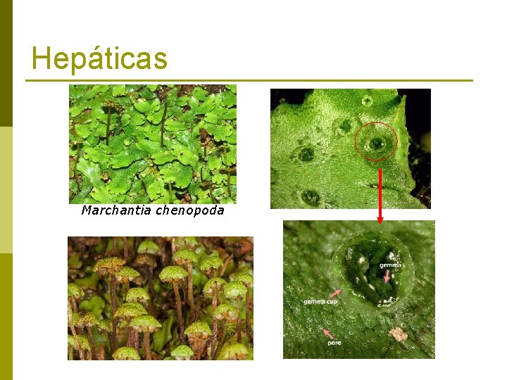 Hepáticas Marchantia chenopoda 
