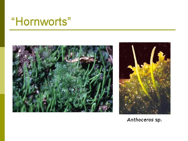 “Hornworts” Anthoceros sp. 