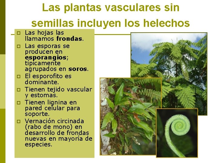 Las plantas vasculares sin semillas incluyen los helechos p p p Las hojas llamamos