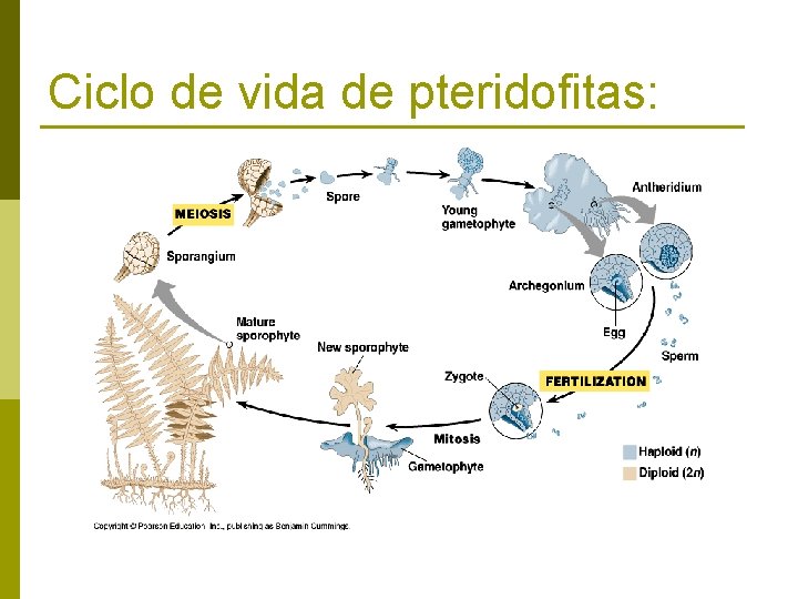 Ciclo de vida de pteridofitas: 
