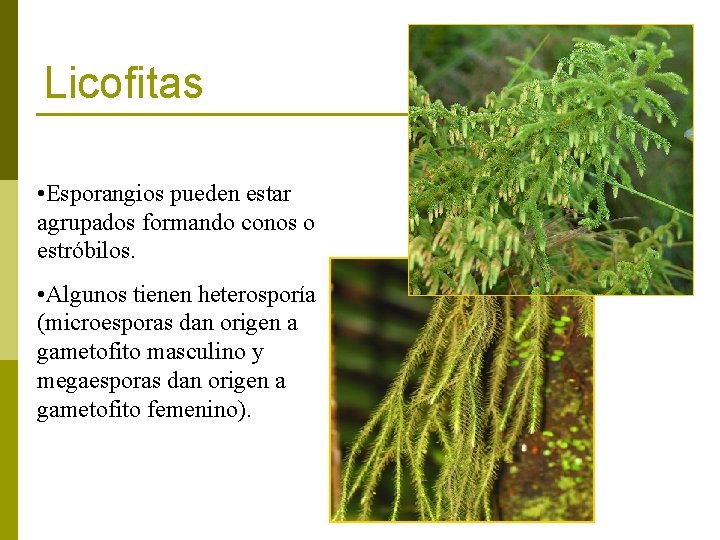Licofitas • Esporangios pueden estar agrupados formando conos o estróbilos. • Algunos tienen heterosporía