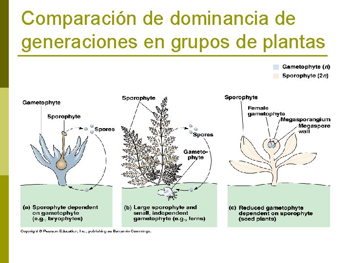 Comparación de dominancia de generaciones en grupos de plantas 