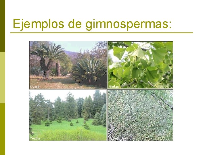 Ejemplos de gimnospermas: 
