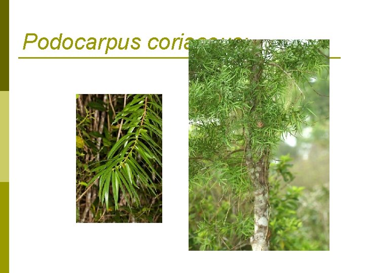 Podocarpus coriaceus: 