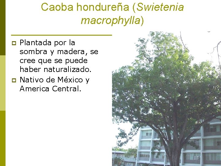 Caoba hondureña (Swietenia macrophylla) p p Plantada por la sombra y madera, se cree