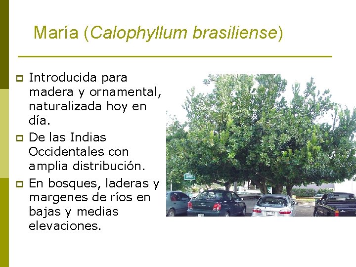 María (Calophyllum brasiliense) p p p Introducida para madera y ornamental, naturalizada hoy en