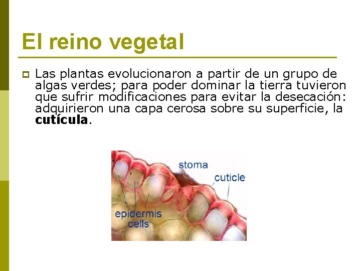 El reino vegetal p Las plantas evolucionaron a partir de un grupo de algas