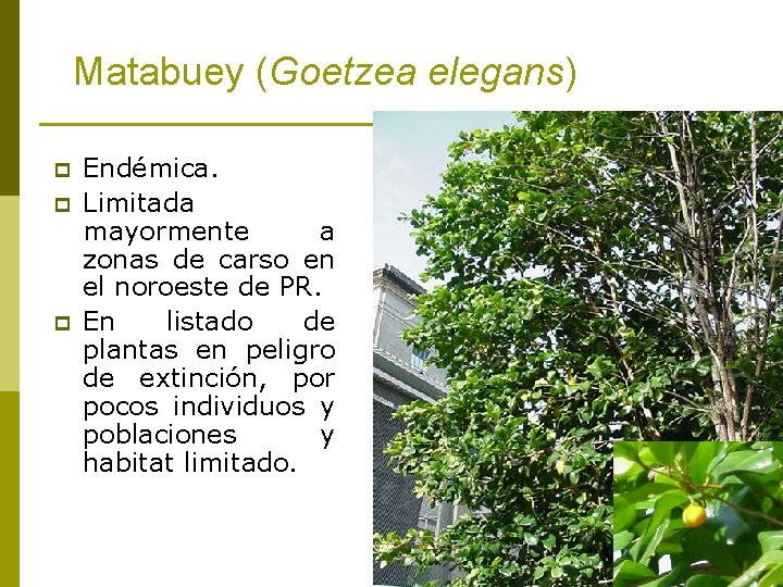 Matabuey (Goetzea elegans) p p p Endémica. Limitada mayormente a zonas de carso en