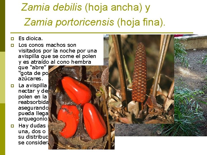 Zamia debilis (hoja ancha) y Zamia portoricensis (hoja fina). p p Es dioica. Los