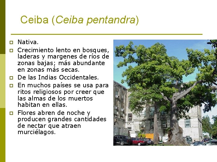 Ceiba (Ceiba pentandra) p p p Nativa. Crecimiento lento en bosques, laderas y margenes