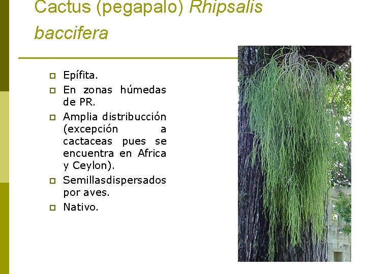 Cactus (pegapalo) Rhipsalis baccifera p p p Epífita. En zonas húmedas de PR. Amplia