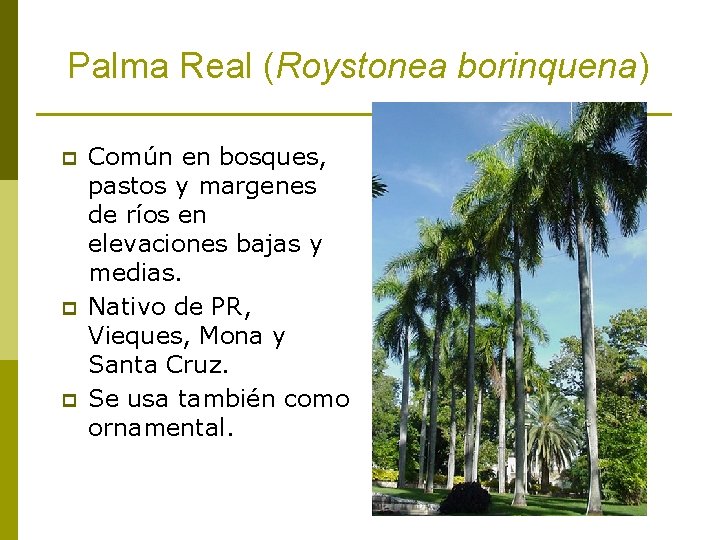 Palma Real (Roystonea borinquena) p p p Común en bosques, pastos y margenes de