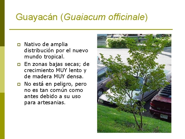 Guayacán (Guaiacum officinale) p p p Nativo de amplia distribución por el nuevo mundo