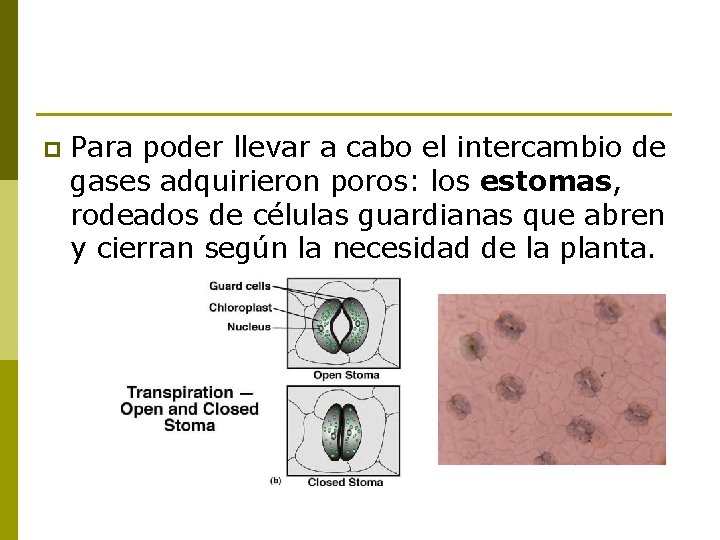 p Para poder llevar a cabo el intercambio de gases adquirieron poros: los estomas,